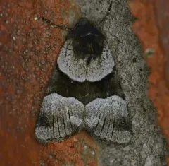 Three-striped Oncocnemis thumbnail 4