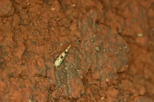 Phyllonorycter latus