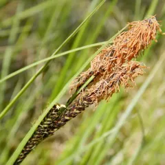 water sedge thumbnail 3