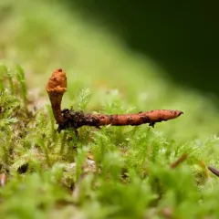 Ophiocordyceps variabilis thumbnail 4