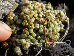 Cushion Saxifrage thumbnail 1