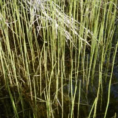 water horsetail thumbnail 4