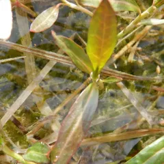 water smartweed thumbnail 2