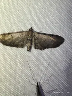 Eupithecia indistincta thumbnail 4