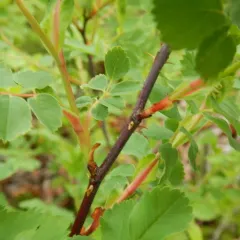 Woods' rose thumbnail 4