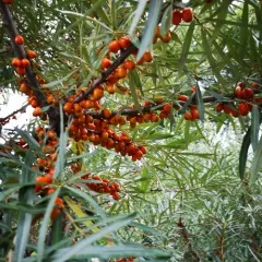 Sea-buckthorn thumbnail 4