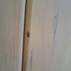 lime plant bug thumbnail 4