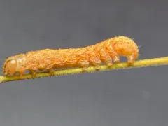Campion Coronet thumbnail 3