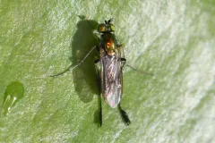 Dolichopus remipes thumbnail 1