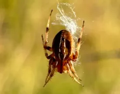 Marsh Orbweaver thumbnail 3