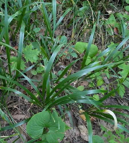 Beak Grass