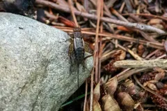 Tinkling Ground Cricket thumbnail 2