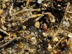 Plicate Mangelia thumbnail 1