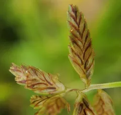 Umbrella Flatsedge thumbnail 2