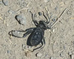 Armored Stink Beetle thumbnail 1