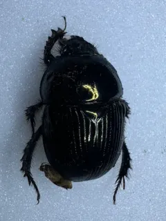 Eger's Earth-boring Beetle thumbnail 3