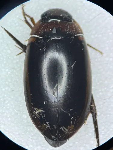 Hydaticus bimarginatus