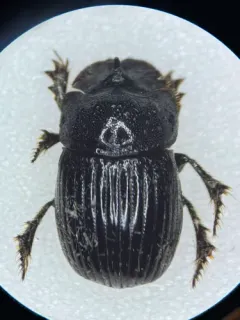 Small Black Dung Beetle thumbnail 3