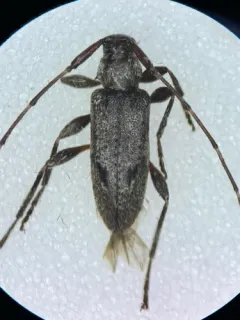 Eutrichillus biguttatus thumbnail 2