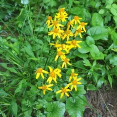 golden ragwort thumbnail 2