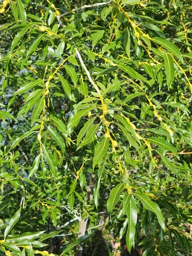 Violet Willow