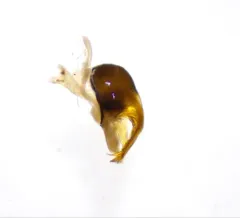 Callicorixa alaskensis thumbnail 4