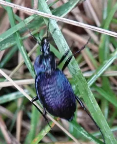 Large-thoraxed Snail-eating Beetle thumbnail 1
