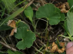 William's Conimitella thumbnail 4