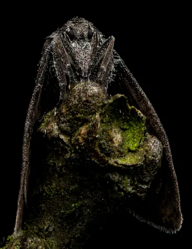 Planthopper Parasite Moth