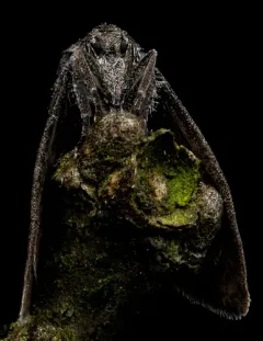 Planthopper Parasite Moth thumbnail 1
