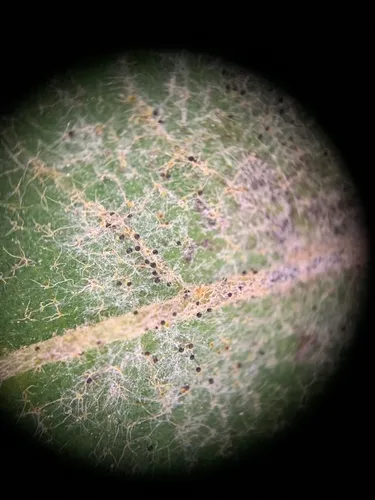 Erysiphe clintonii