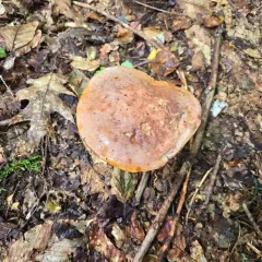 Lilac-brown bolete thumbnail 3