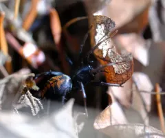 Castianeira walsinghami thumbnail 3