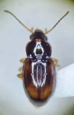 Elaphropus incurvus thumbnail 4