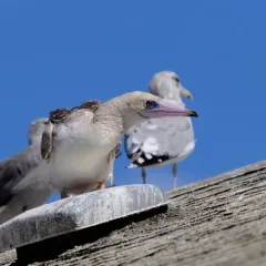 Red-footed Booby thumbnail 3