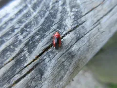 Cardinal Ash Mirid thumbnail 3
