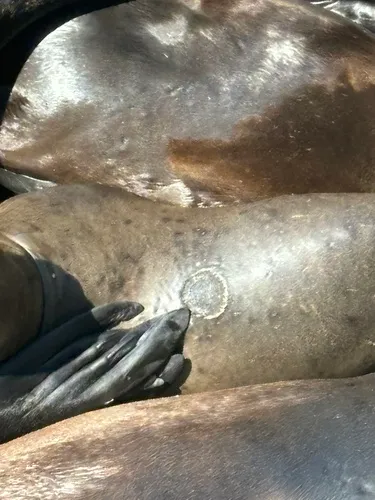 Smalltooth Cookiecutter Shark