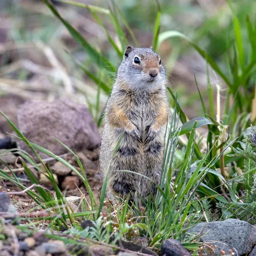 Uinta Ground Squirrel