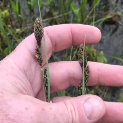 Buxbaum's sedge thumbnail 2