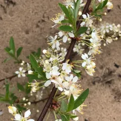 sand cherry thumbnail 3