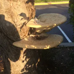 Dryad's Saddle thumbnail 1