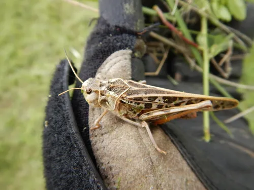 Haldeman's Grasshopper