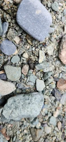 Rough Click Beetle