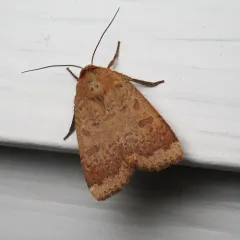 Greater Red Dart thumbnail 4