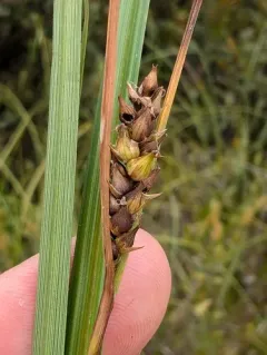 Walter's Sedge thumbnail 3