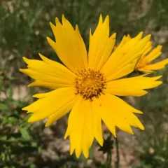 Lance-leaved Coreopsis thumbnail 4
