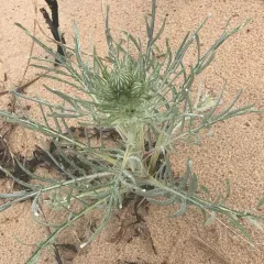 Pitcher's thistle thumbnail 3