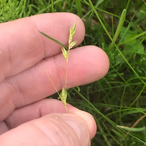 Dewey's sedge