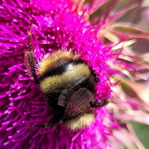 Western Bumble Bee