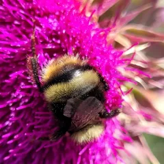 Western Bumble Bee thumbnail 1